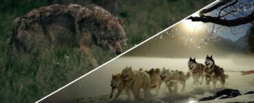 From Lone Wolves to Collaborative Closers: CRM as a Team Sport